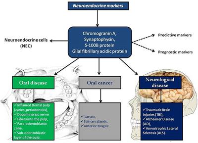 From Mouth to Brain: Neuroendocrine Markers Play as a Crosstalk Among Oral and Neurodegenerative Diseases